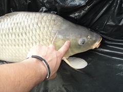 Moara Vlasiei 2 9 - 9 iun.